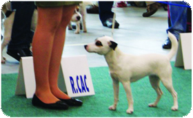 Parson Russell Terrier - vystavy4